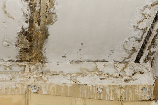 Forensic Mold Investigation in Goulding, FL