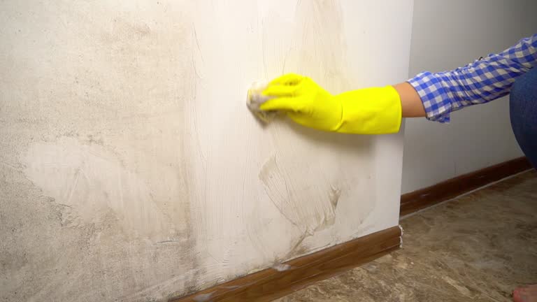 Professional Mold Removal in Goulding, FL