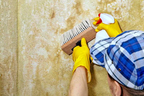 Best Mold Odor Removal Services  in Goulding, FL
