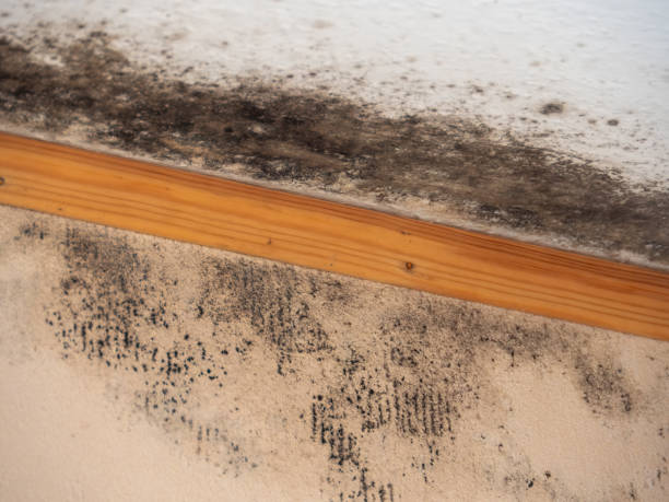 Best Real Estate Mold Inspection  in Goulding, FL