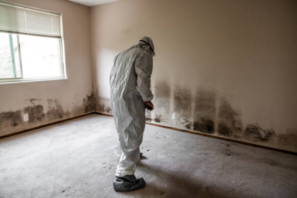 Best Attic Mold Removal  in Goulding, FL
