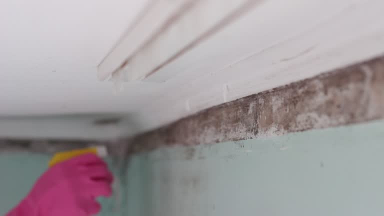 Professional Mold Removal in Goulding, FL